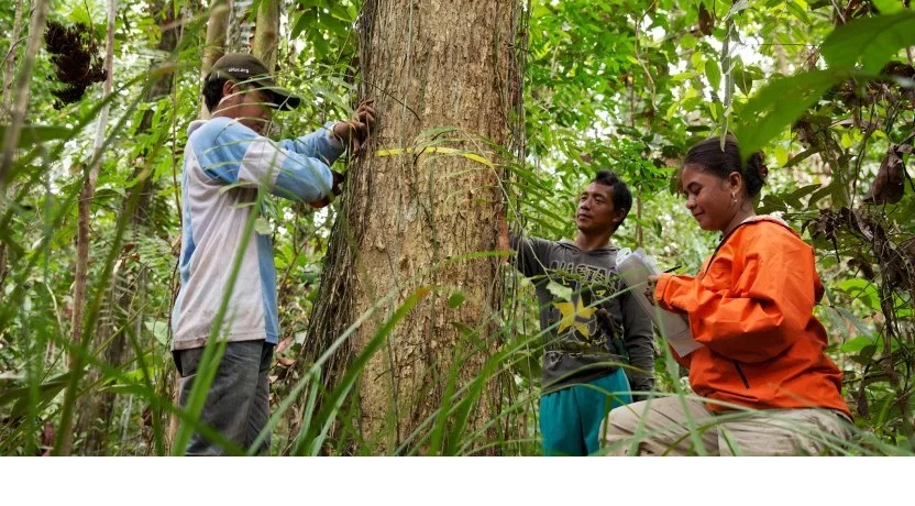 EXTENSIÓN FORESTAL